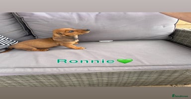 Miniature Dachshund dogs - Advert 7