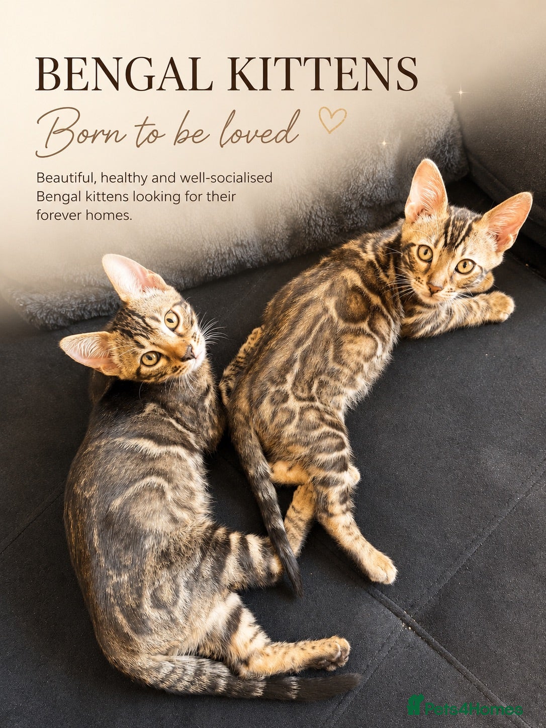 Bengal cats Unique Bloodline Bengals Tica Reg - Advert 6