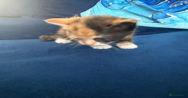 Mixed Breed cats - Advert 8
