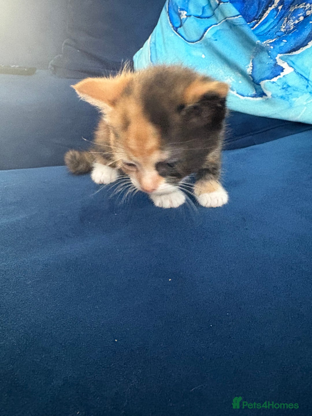 Mixed Breed cats for sale: Tortoiseshell kitten - Image 3
