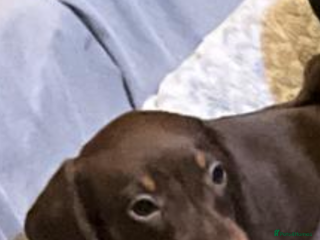 Miniature Dachshund dogs CHOCOLATE AND CREAM MINIATURE DACHSHUND PUPPIES - Advert 16