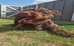Cockapoo dogs for sale: MALE Cockapoo for sale - Image 19