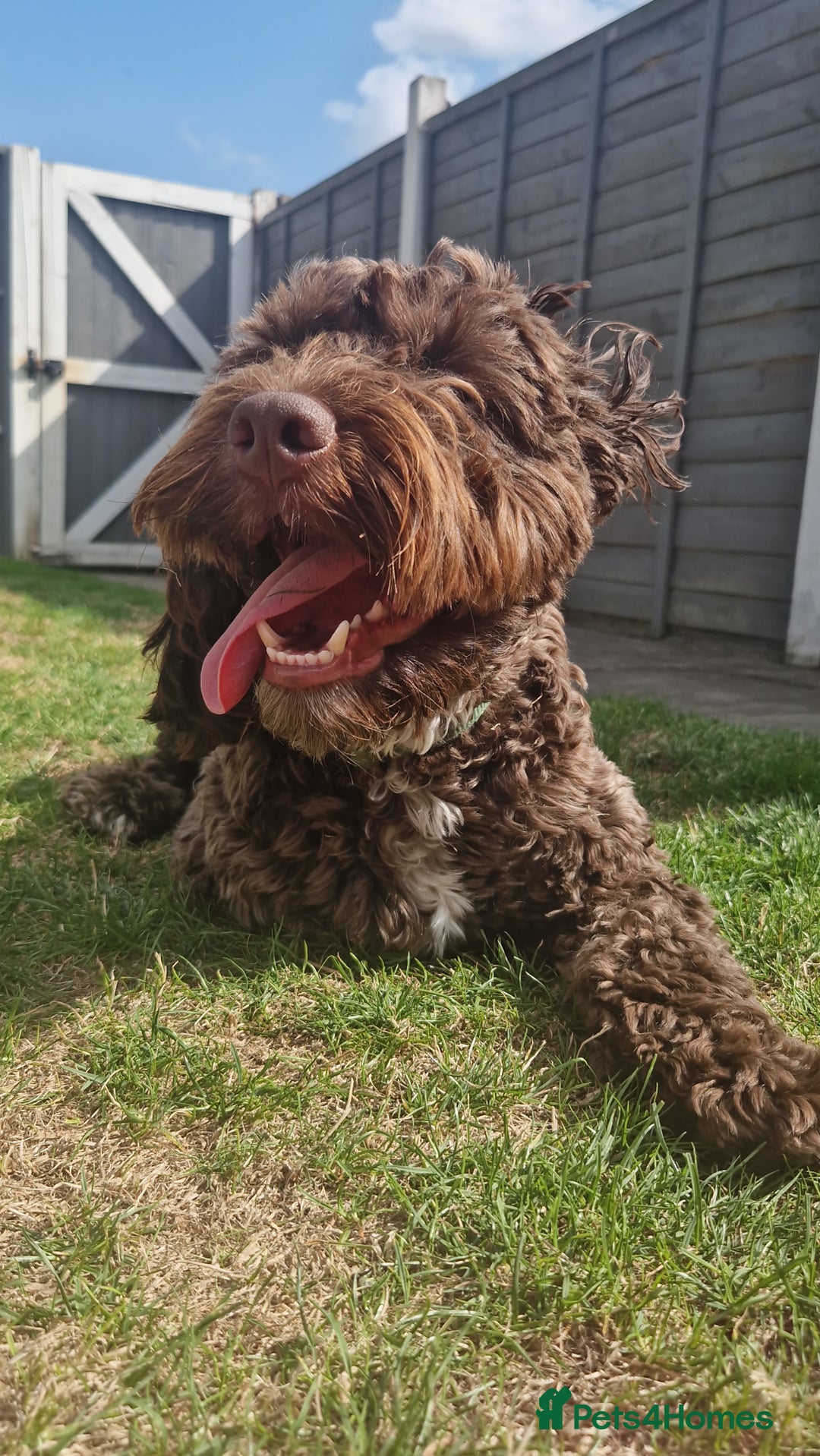 Cockapoo dogs for sale: MALE Cockapoo for sale - Image 19