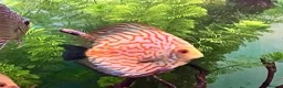 Discus fish for sale: Discus for sale  in Bow Street - Advert 7