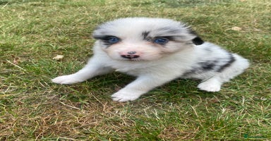 Border Collie dogs - Advert 14