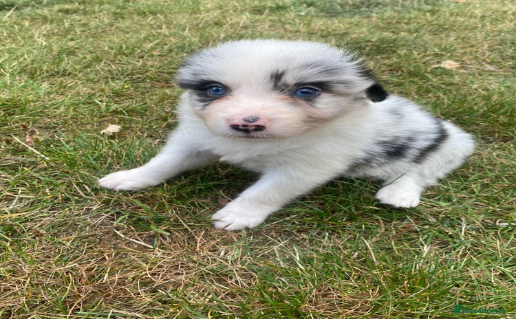 Border Collie dogs - Advert 1