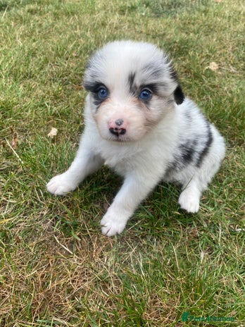 Border Collie dogs - Advert 3