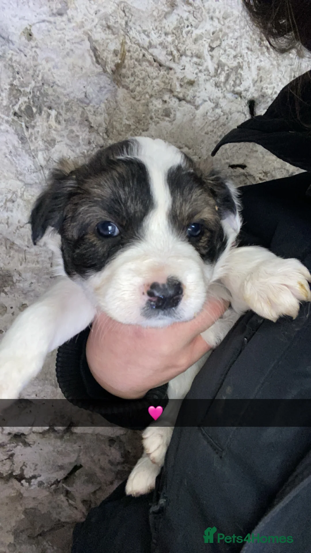 Mixed Breed dogs for sale: Australian Shepherd X Border Collie pups 🐶  - Advert 13