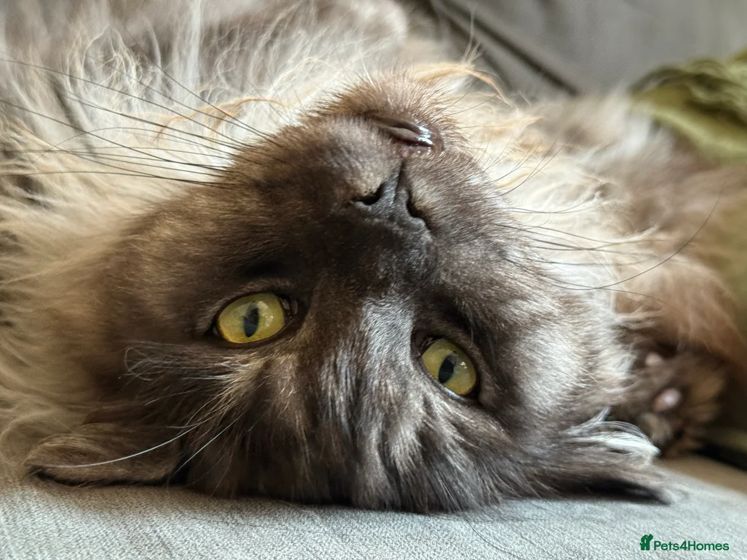 Maine Coon cats for sale: Maine Coon pair male & female 3 & 5 years old - Advert 4