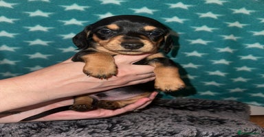 Miniature Dachshund dogs - Advert 2