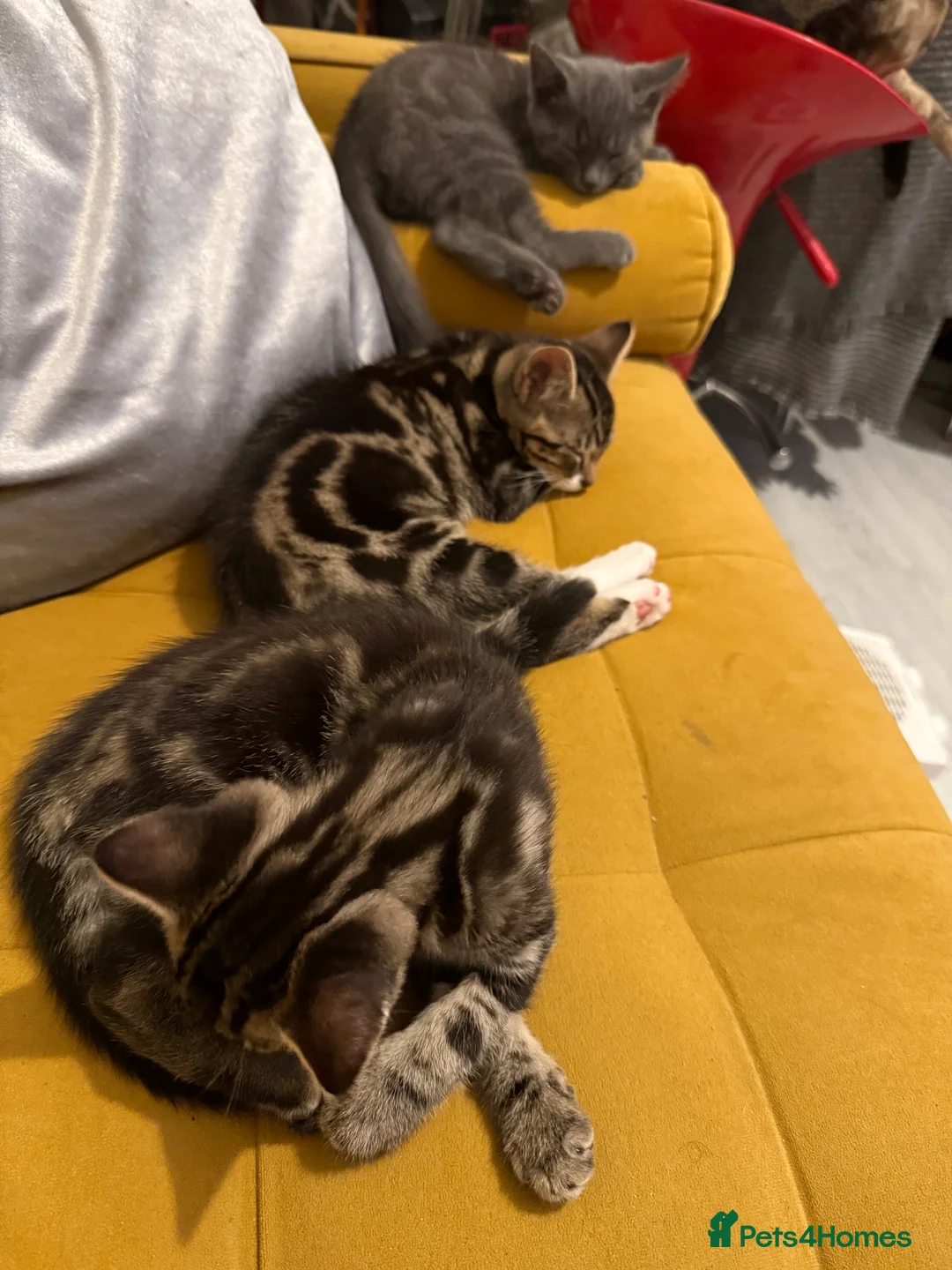 British Shorthair cats for sale: 3 cute and friendly kittens. 1 grey, 2 tabby - Advert 14