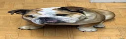 English Bulldog dogs for sale: Dolly & Nelly  - Advert 4