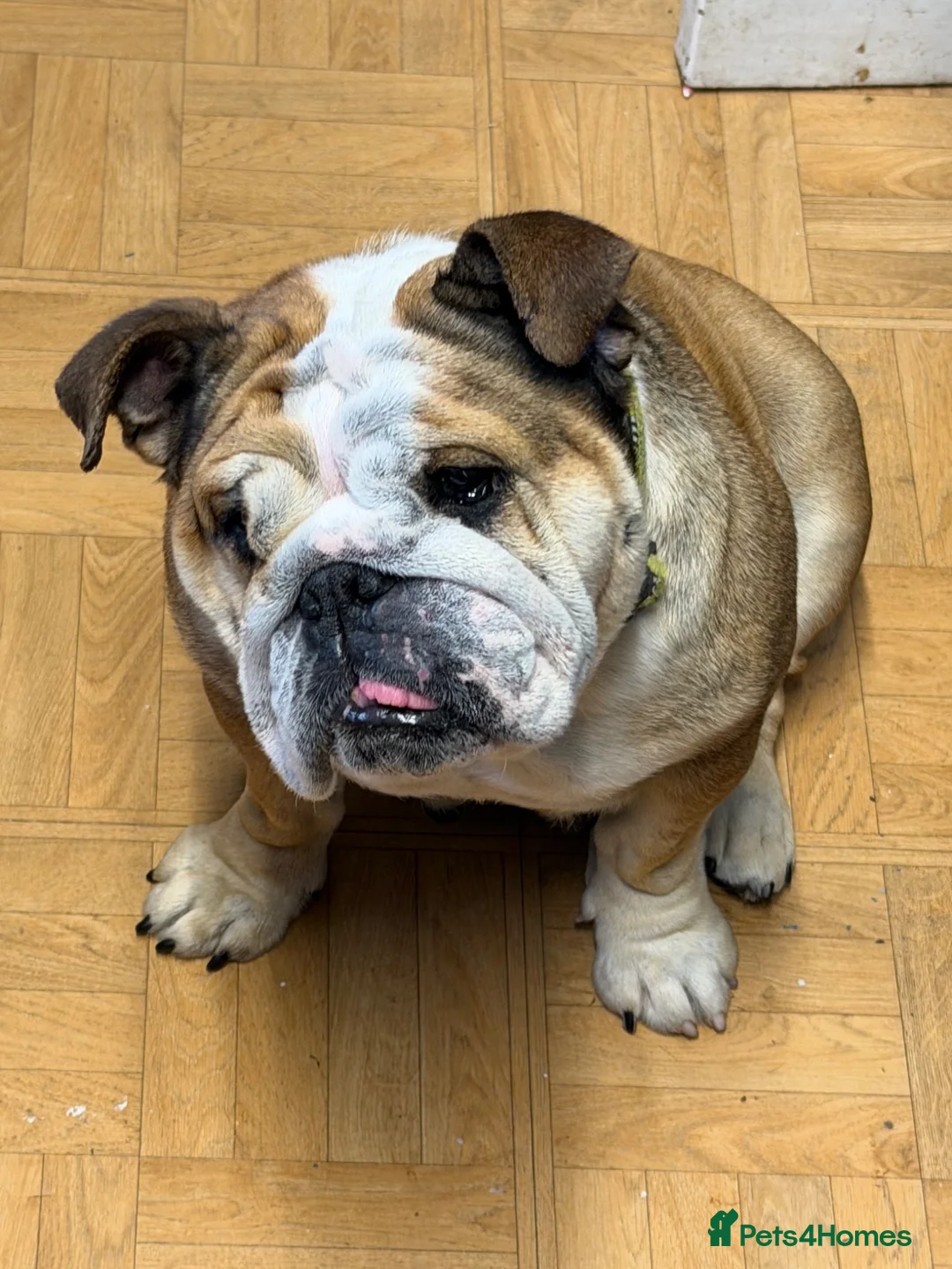 English Bulldog dogs for sale: Dolly & Nelly  - Advert 4