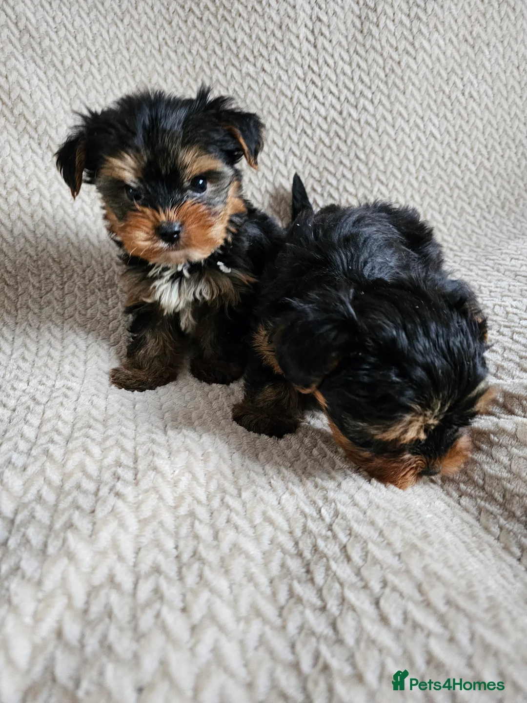 Yorkshire Terrier dogs for sale: Yorkshire Terrier puppies - Advert 2