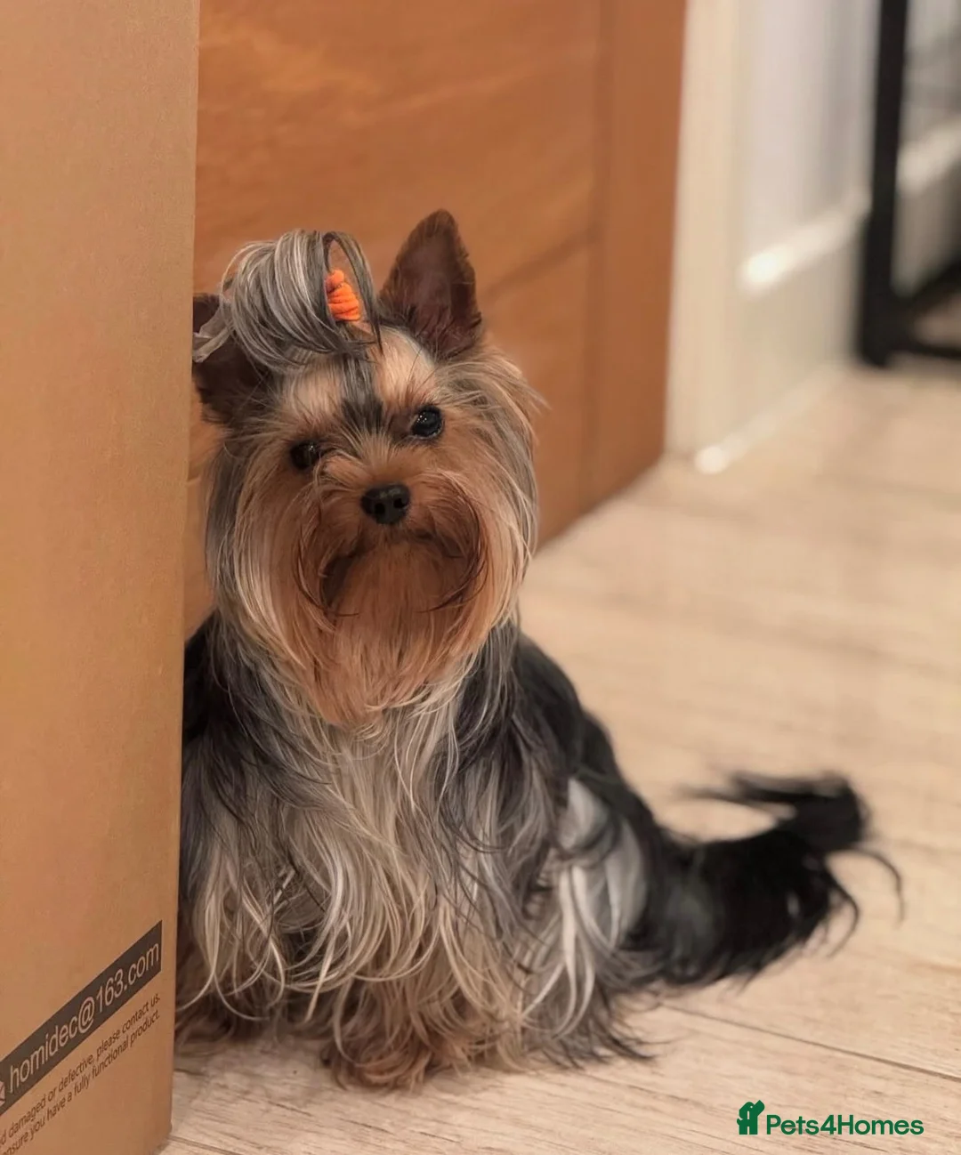 Yorkshire Terrier dogs for stud: KC Champion Bloodline Yorkshire Terrier Stud  - Advert 2