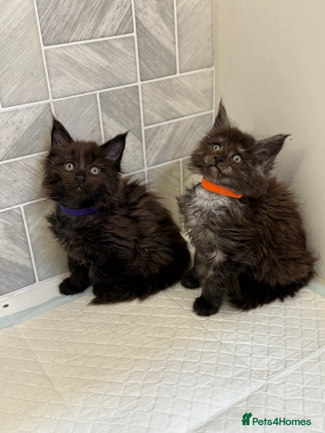 Maine Coon cats for sale: Ready in 1week Female Maine Coon Kittens Available - Advert 2