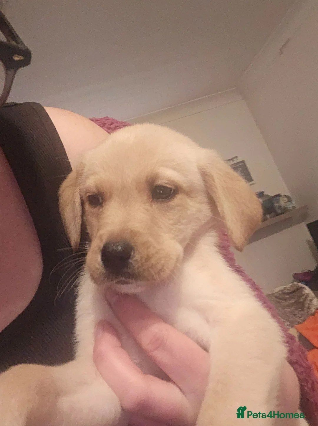 Labrador Retriever dogs for sale: Labrador Puppies  - Advert 2