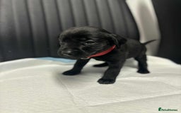 Labrador Retriever dogs for sale: Adorable KC registered fox red and black labs  - Image 10
