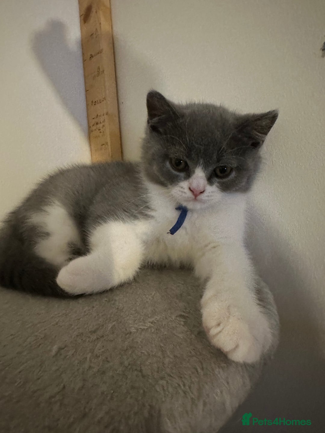 British Shorthair cats for sale: 1 Bicolour British Shorthair boys looking new home - Advert 5