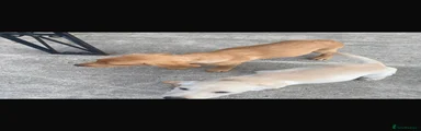 Labrador Retriever 2
