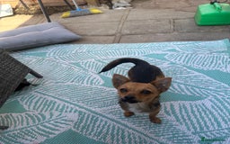 Mixed Breed dogs for sale: Chihuahua cross Jack Russell female  - Image 1