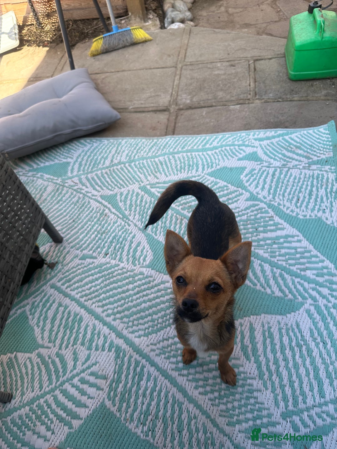 Mixed Breed dogs for sale: Chihuahua cross Jack Russell female  - Image 1