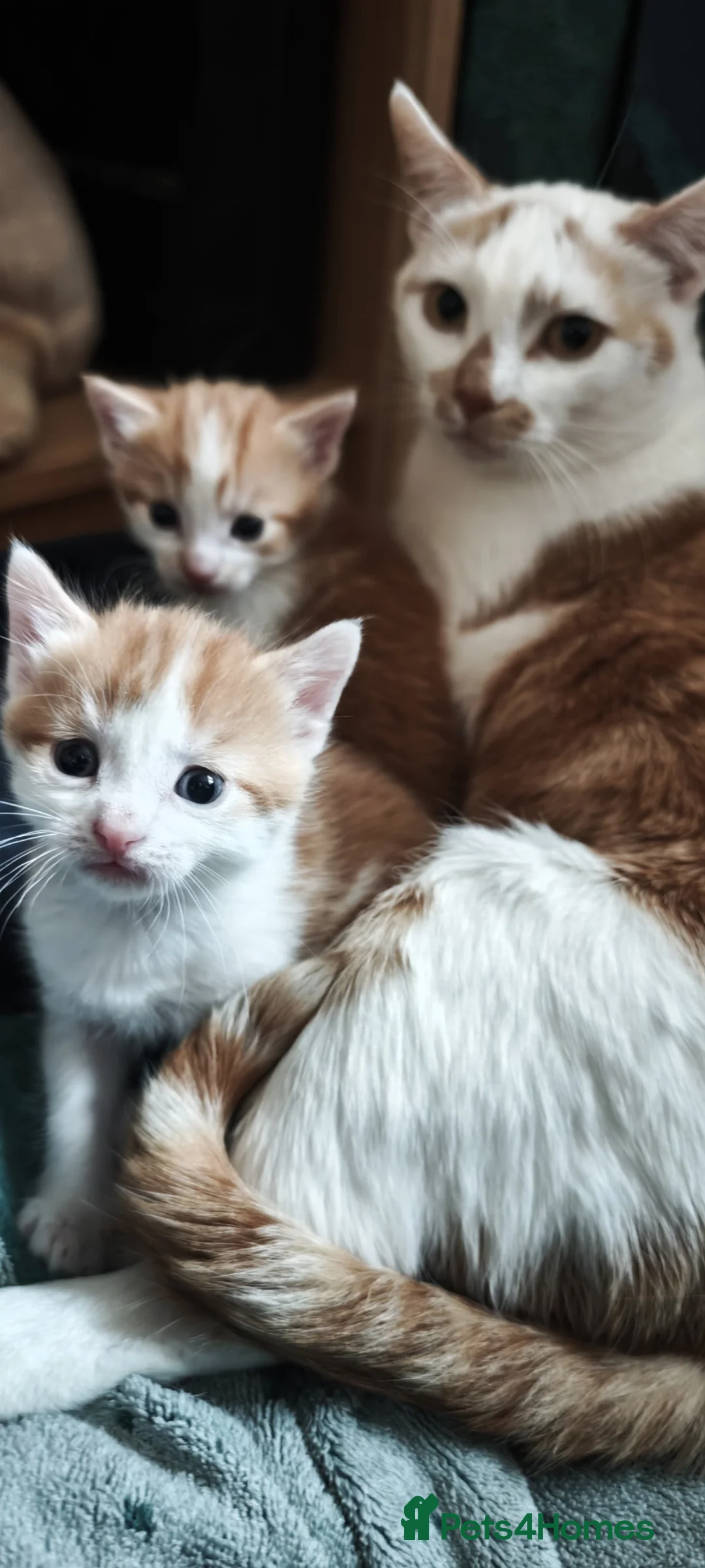 Mixed Breed cats for sale: kittens - mid-long hair black and white and ginger in Airdrie - Advert 21