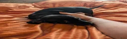 Dachshund dogs for sale: Dappled/Merl Dachshund puppies  - Advert 33