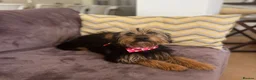 Mixed Breed dogs for adoption: Little Luna - Advert 7