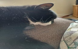 Domestic Shorthair cats for sale: 6 year old Black & White Female Cat - Image 5