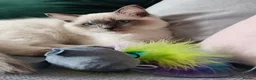 Ragdoll cats for sale: Blue point ragdoll  - Advert 13