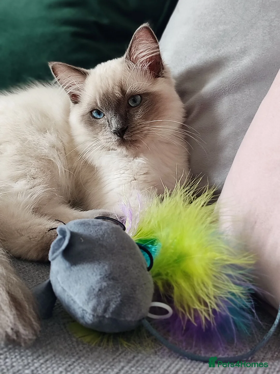 Ragdoll cats for sale: Blue point ragdoll  - Advert 13