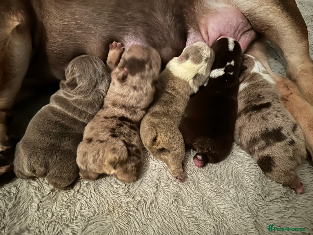 English Bulldog dogs for stud: 🔥MR WILSON🔥 KC & DWKC in Middlesbrough - Advert 6