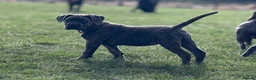 Cane Corso dogs for sale: IKC/FCI❤️Two beautiful Females❤️ in London - Advert 15