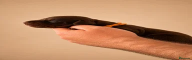 Dobermann 11