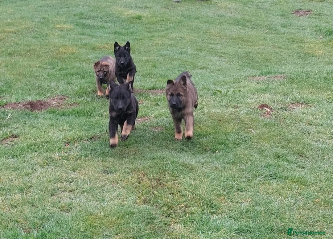 German Shepherd dogs for sale: EU pedigree Working line German Shepherd Puppies - Advert 2