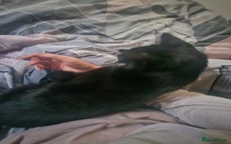 Bombay cats for sale: Black Female Cat - Image 3