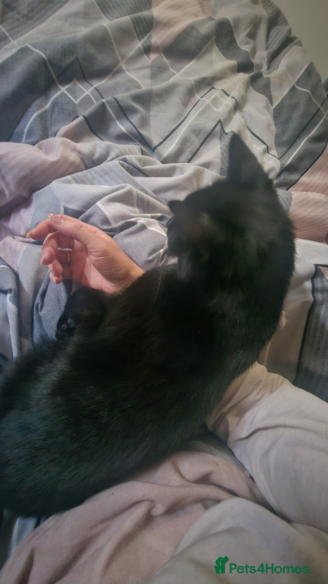 Bombay cats for sale: Black Female Cat - Image 3