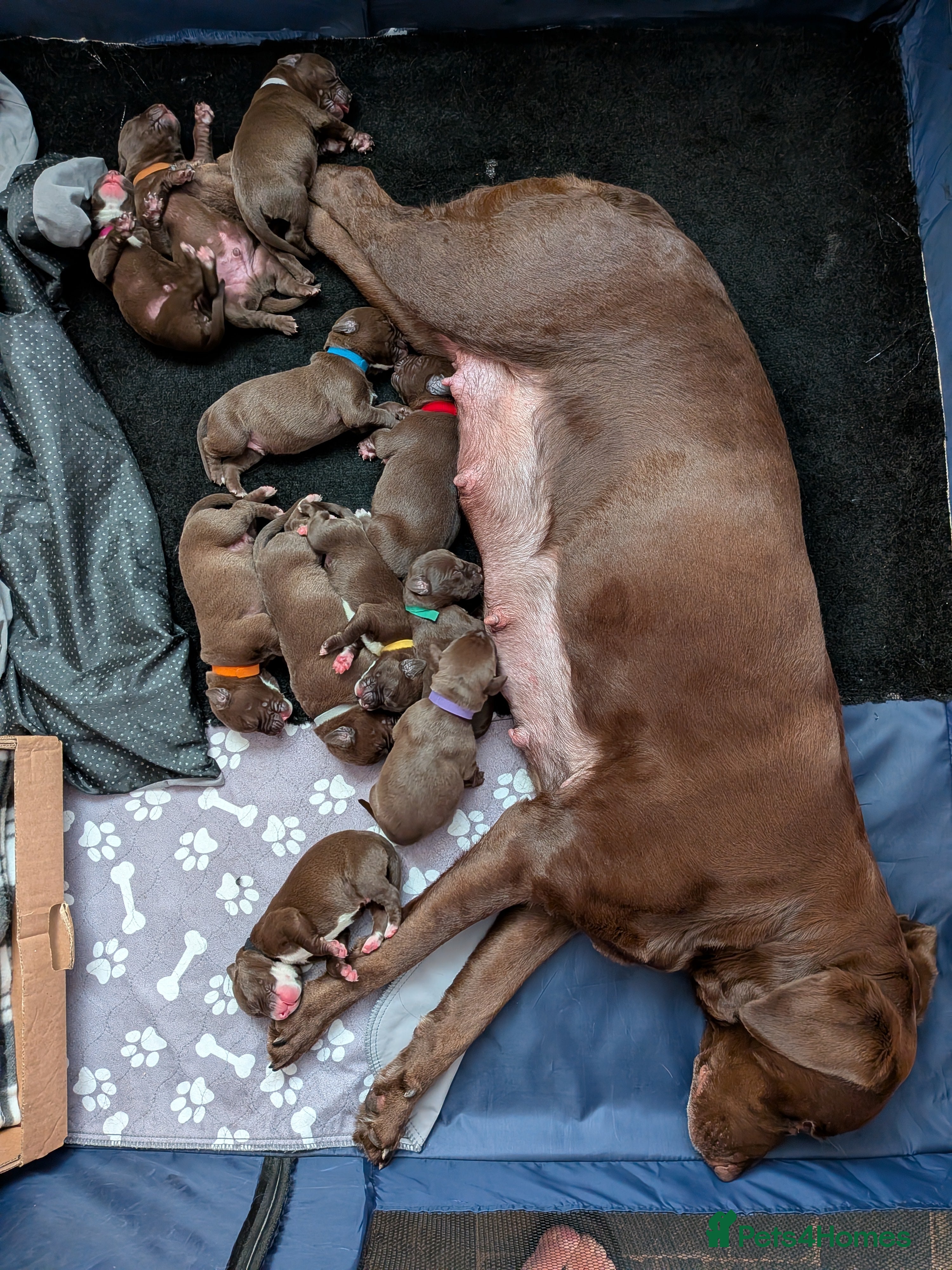 Mixed Breed dogs 10 Gorgeous male chocolate Labrador cross puppies  - Advert 2