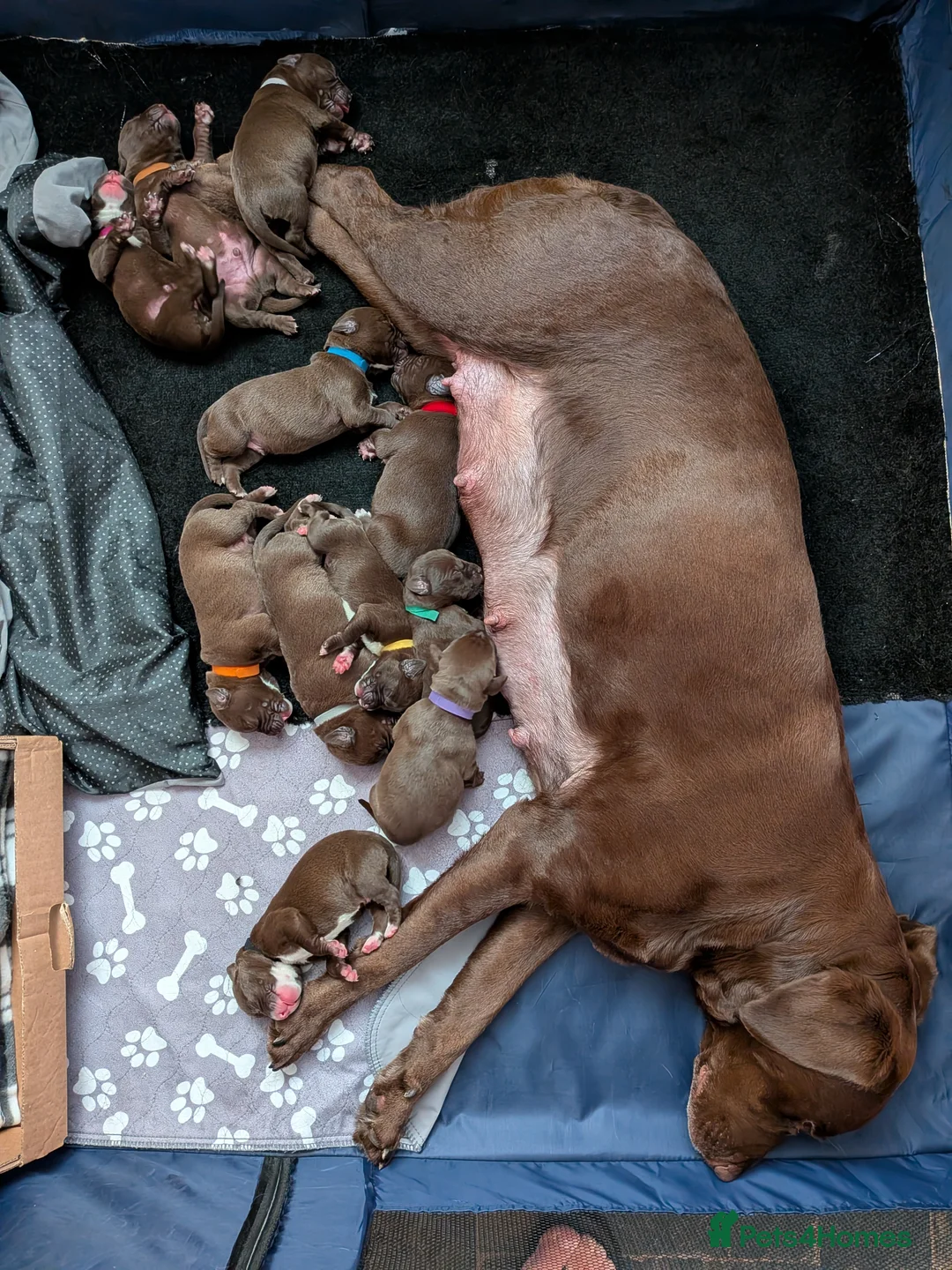 Mixed Breed dogs for sale: 10 Gorgeous male chocolate Labrador cross puppies  in Stafford - Advert 2