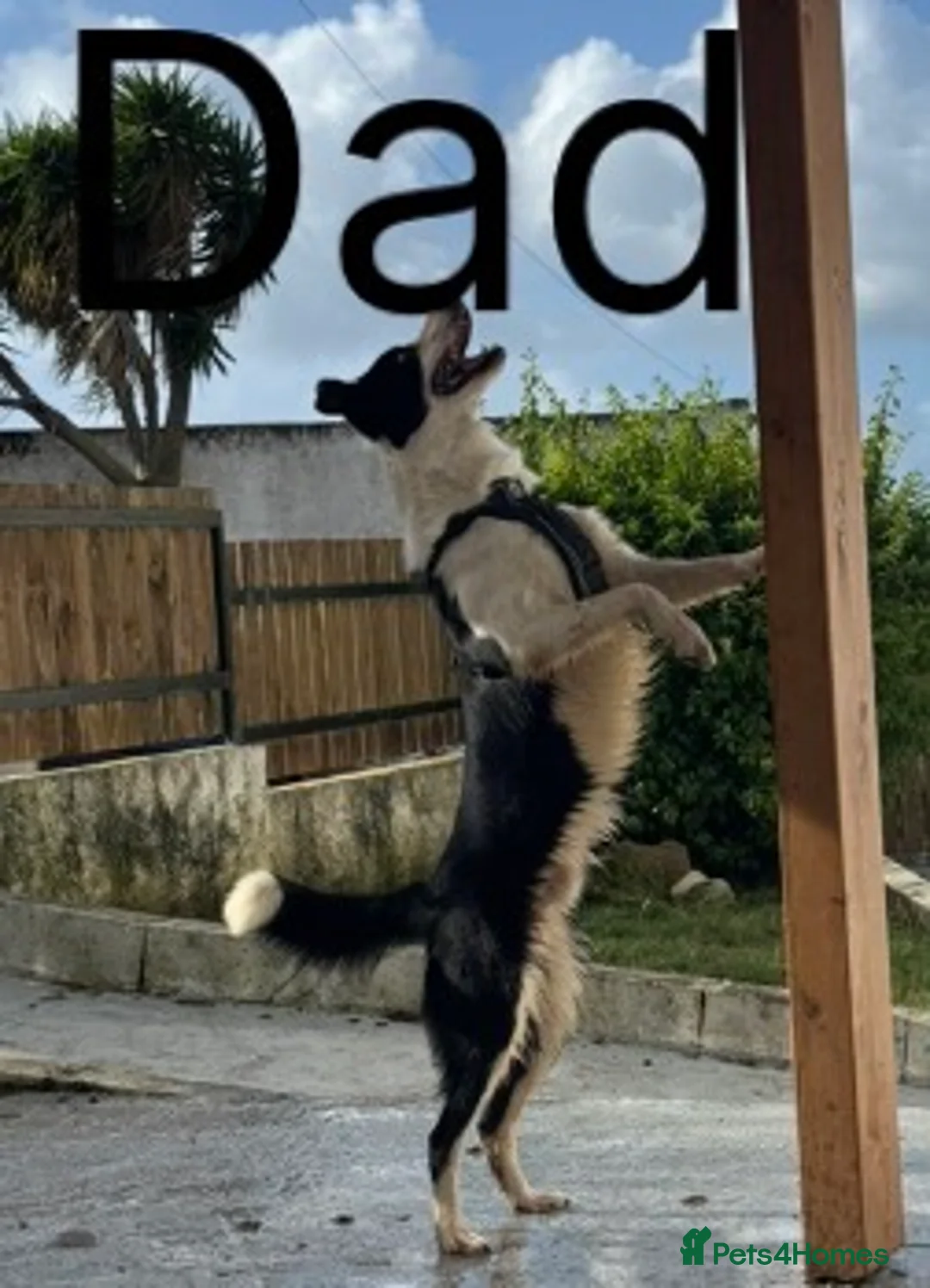 Mixed Breed dogs for sale: Double Doodle X Border Collie puppies - Advert 19