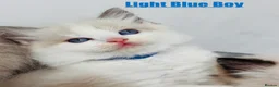 Ragdoll cats for sale: Purebred Ragdoll Kittens  - Advert 30