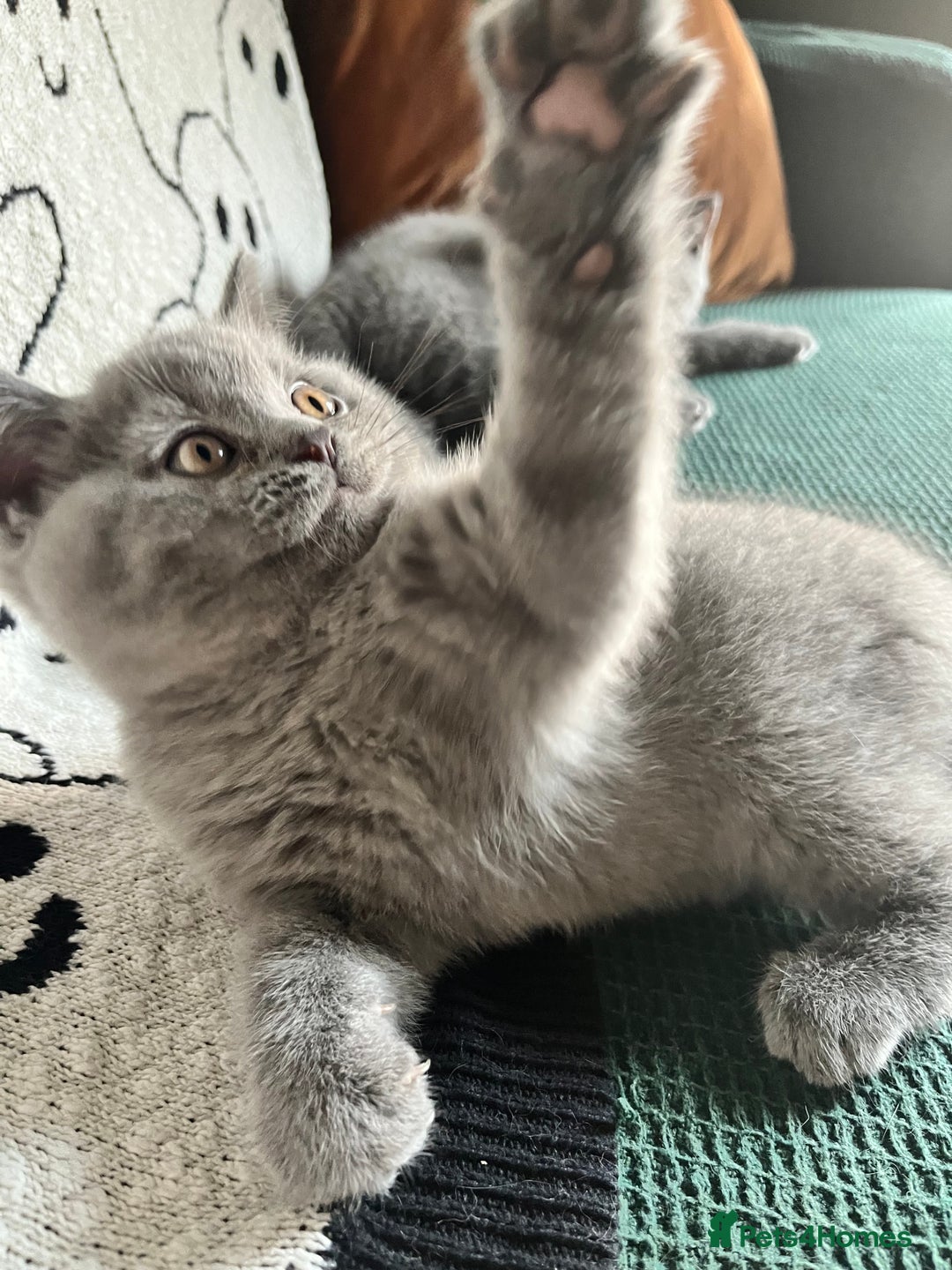 British Shorthair cats for sale: Kind Souls Fluffy Coats British Shorthair Kittens - Image 12