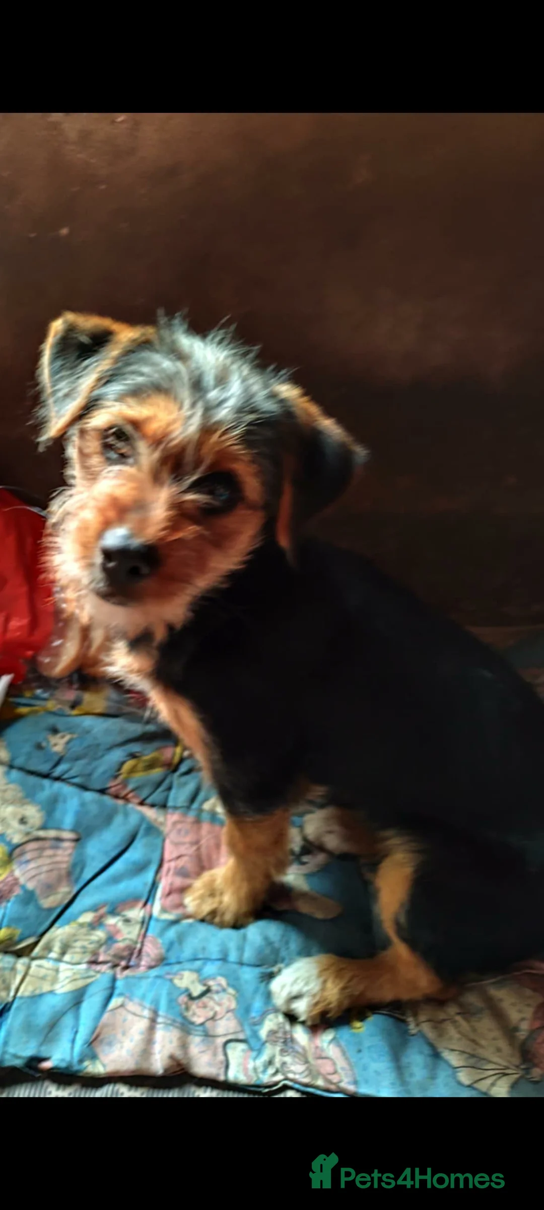 Mixed Breed dogs for adoption: Dolly small terrier - Advert 3