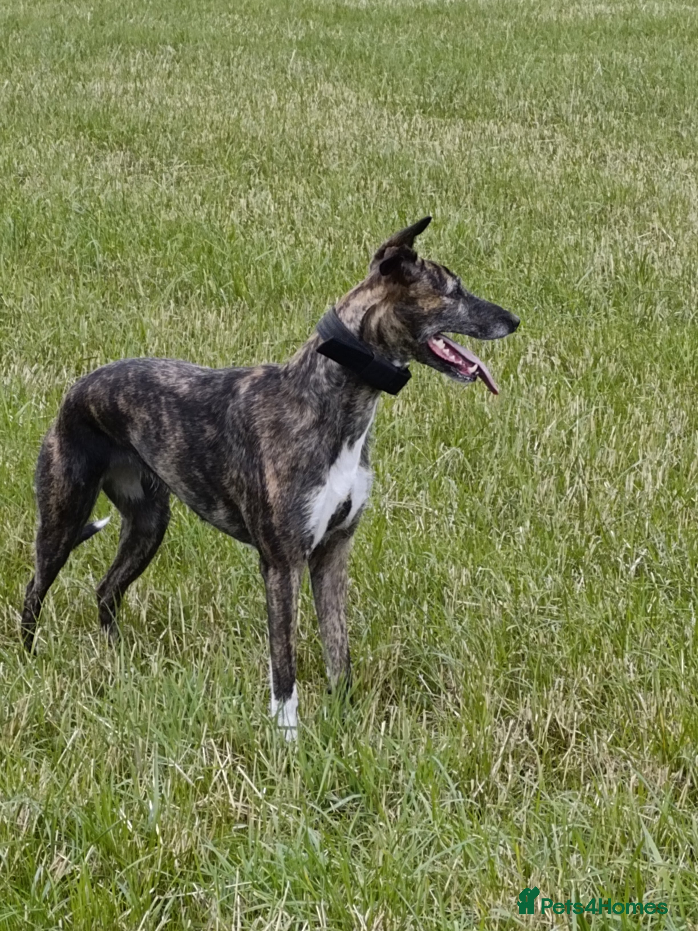 Lurcher dogs Bull x lurcher for sale - Advert 1