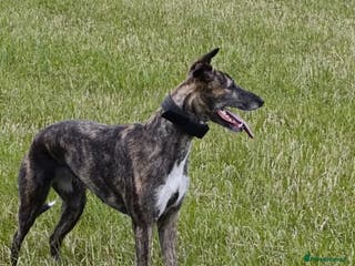 Lurcher dogs Bull x lurcher for sale - Advert 8