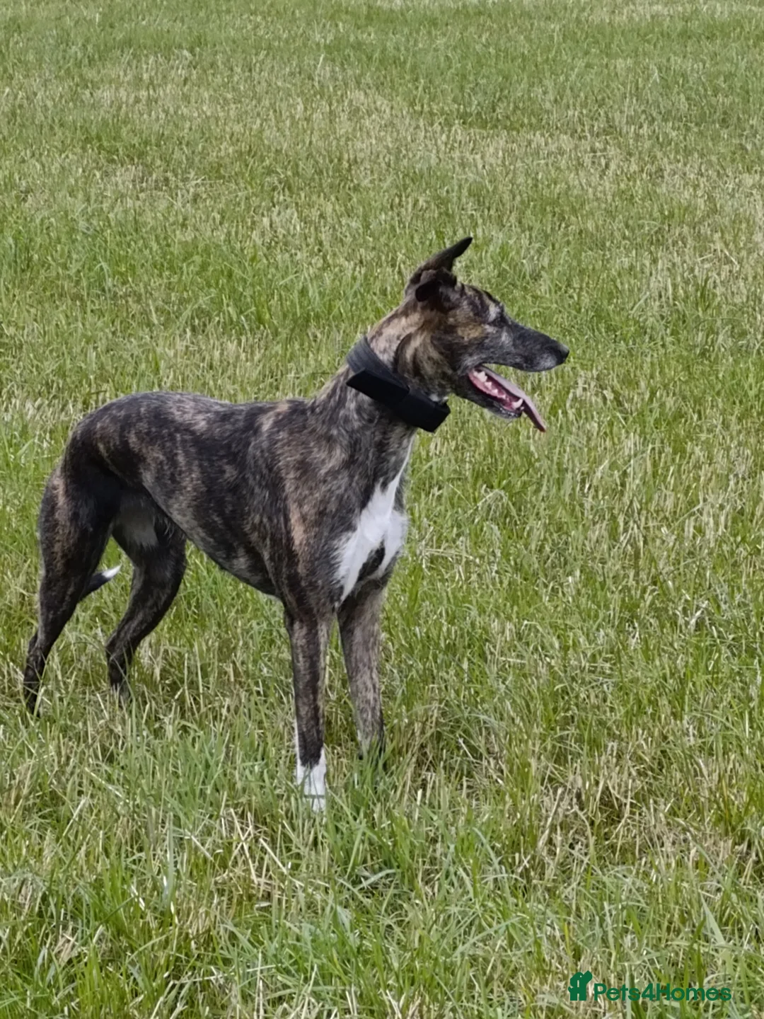 Lurcher dogs for sale: Bull x lurcher for sale - Advert 1