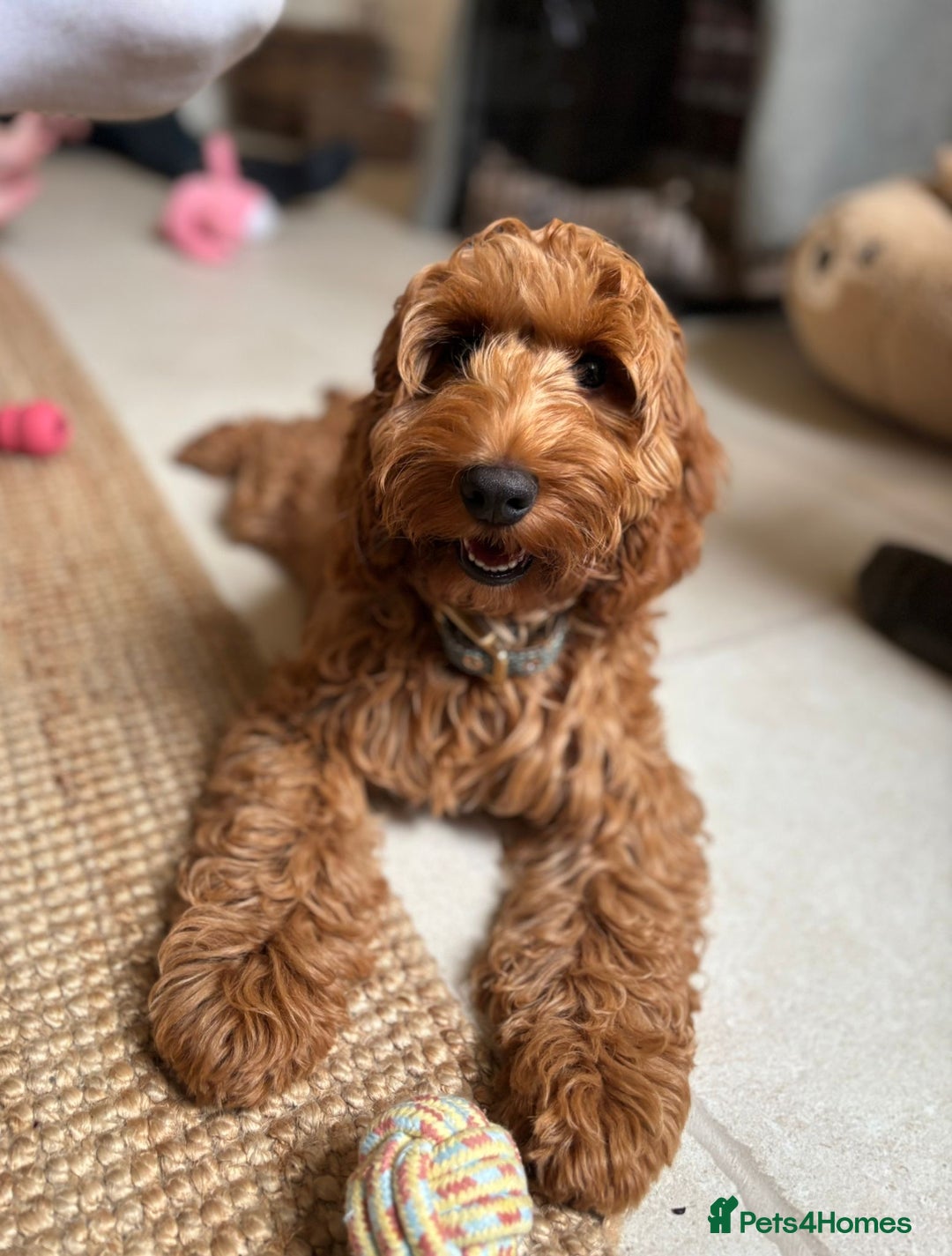 Cockapoo dogs for sale: F1 MINIATURE SHOWLINE COCKAPOO PUPPIES - Advert 9