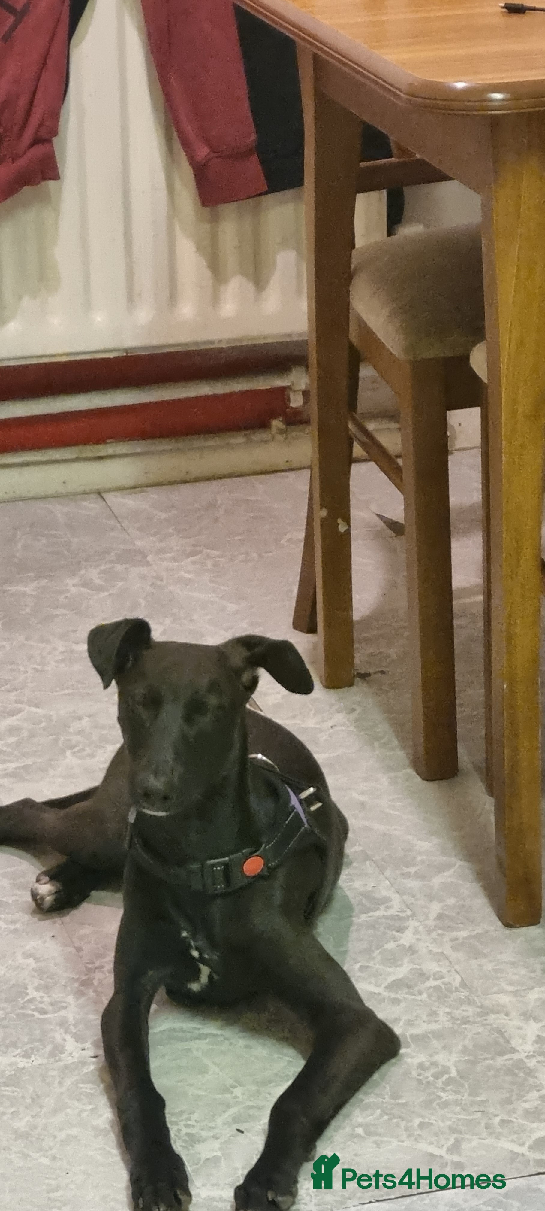 Lurcher dogs 3 year old lurcher FREE TO A GOOD HOME  - Advert 1