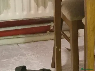 Lurcher dogs 3 year old lurcher FREE TO A GOOD HOME - Advert 3